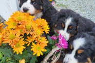 Berneński Pies Pasterski