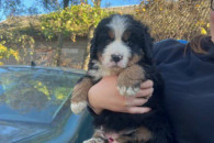 Berneński Pies Pasterski