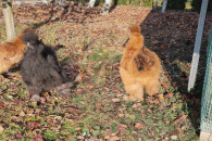 Koguty silka jedwabista