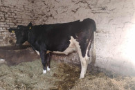 Jałówki wysokocielne