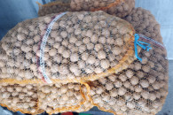 Orzech włoski w łupinie