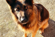 Owczarek niemiecki długowłosy