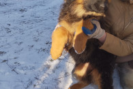 Owczarek Niemiecki Długowłosy Suczka