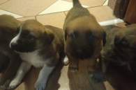 Psiaki szukają kochającego domku