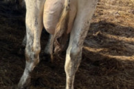 Jałówka na ocieleniu