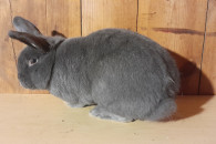 Samiec wiedeński niebieski