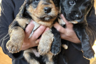 Oddam dwa szczeniaki