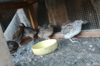 Przepiórki japońskie