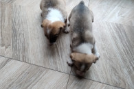 pieski szuczki kundelki