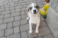 pieski szuczki kundelki