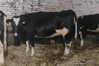 Jałówka wysokocielna