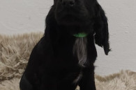 Cocer Spaniel Angielski szuka domu