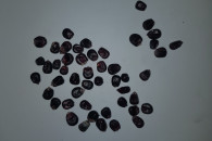 Kukurydza czarna/bordowa Orange