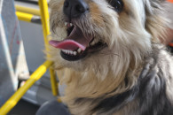 ŠOddam psa w dobre ręce