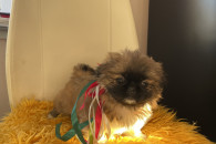 Pekińczyk szczeniak