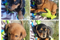 Szczeniaczki - suczka i 3 pieski