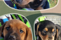 Szczeniaczki - suczka i 2 pieski