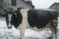 sprzedam krowę wysokocielną