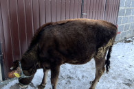 Jałówka żarłak jersey