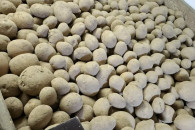 Ziemniaki paszowe Arrow