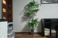 duży sztuczny Fikus beniaminek bonsai