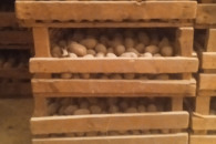 Skrzynki do ziemniaków