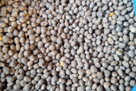 Łubin słodki i gorzki