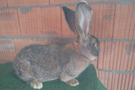 Belgijski Olbrzym Szary BOS samiec