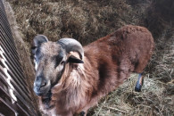 Sprzedam owce kameruńskie