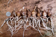 Ismena/Błonczatka cebulki