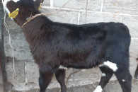 Sprzedam typowo mięsną cieliczkę