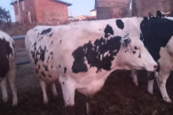 Sprzedam jałówki wysokocielne