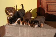 Oddam pieski/szczenięta w dobre ręce