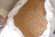 Pszenica i jęczmień