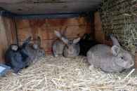 Króliki młode oraz dwa samce baranki francuskie