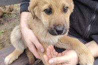 PIESKI SZUKAJĄ DOMKU