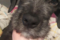 Śliczna mądra sunia szczenie