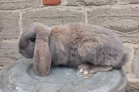 Króliki Barany Francuskie