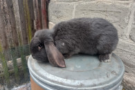 Królik Baran Francuski Niebieski