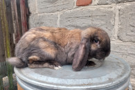 Króliki Baran Francuski