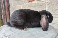 Króliki Baran Francuski