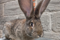 Króliki Belgijski Olbrzym