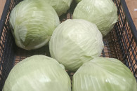 Sprzedam kapustę białą odmiany Zenon