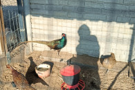 Sprzedam bażanty polne i mongolskie