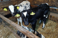 Cielaki mięsne byczki