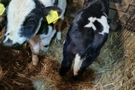 Cielaki mięsne jałóweczki