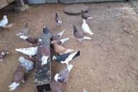 Gołębie staropolskie i rzeszowskie