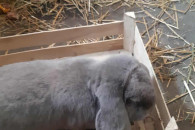 króliki barany francuskie samce