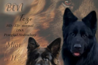 Owczarek niemiecki długowłosy