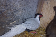 Bażanty srebrne 2+1 zamienię